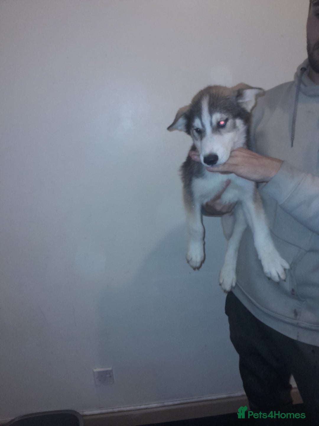Siberian Husky dogs for sale: Husky Puppies Looking for Their Forever Homes!  - Image 10