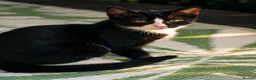 Mixed Breed cats for sale: Kittens for sale  in Coventry - Advert 3