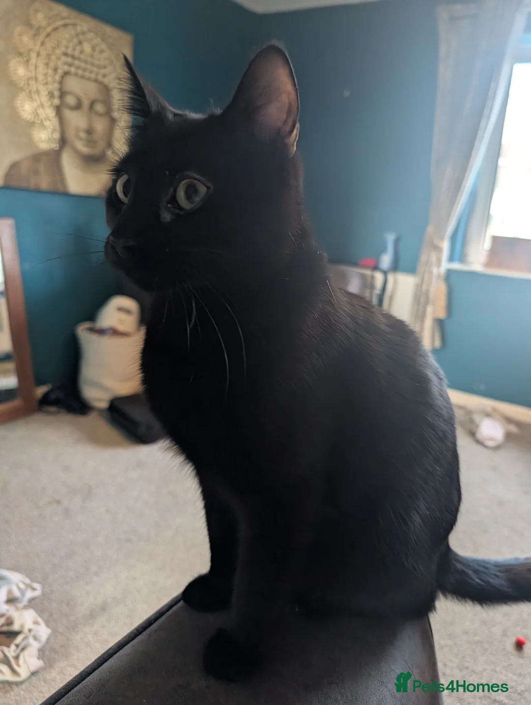 British Shorthair cats for sale: Selling my black cat due to moving  in Newark - Advert 3