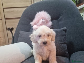 Maltipoo dogs Maltipoo 3 left - Advert 18