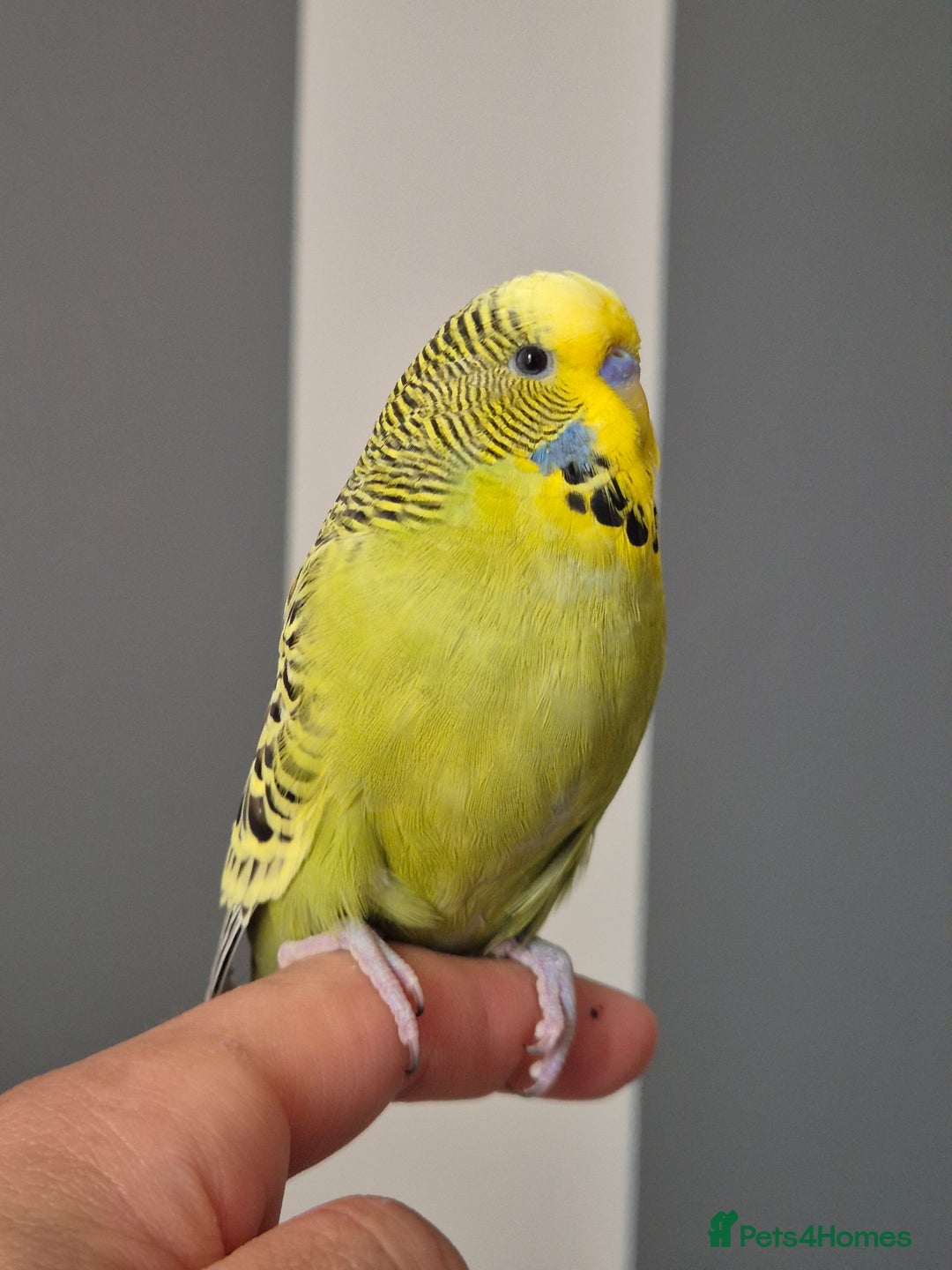 Budgerigars birds for sale: Tamed green grey cock 2025 - Image 7