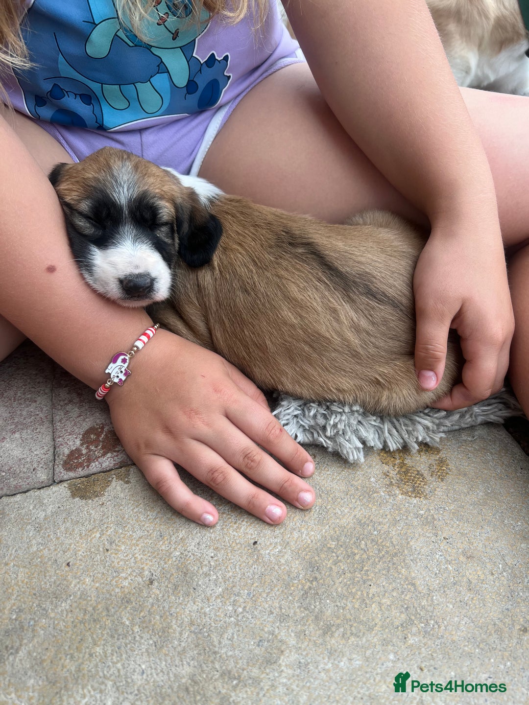 Mixed Breed dogs for sale: Sauki collie greyhound x saluki greyhound  - Image 2
