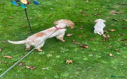 Cocker Spaniel dogs for sale: Beautiful cocker boy  - Advert 4