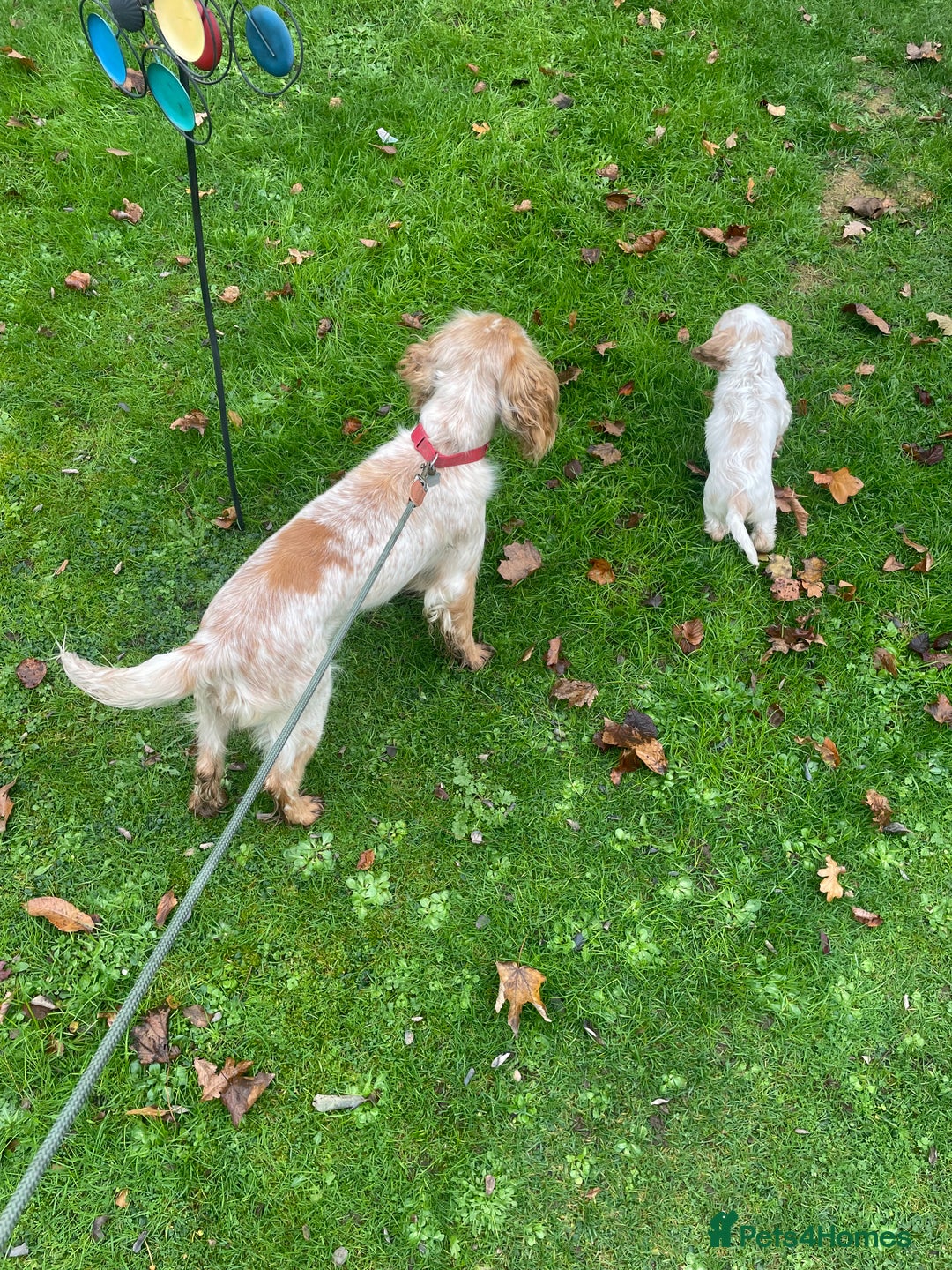 Cocker Spaniel dogs for sale: Beautiful cocker boy  - Advert 4