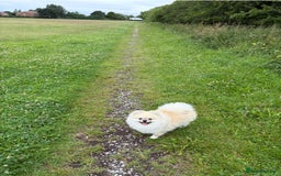 Pomeranian dogs for stud: Pomeranian Stud 1yr - Image 10
