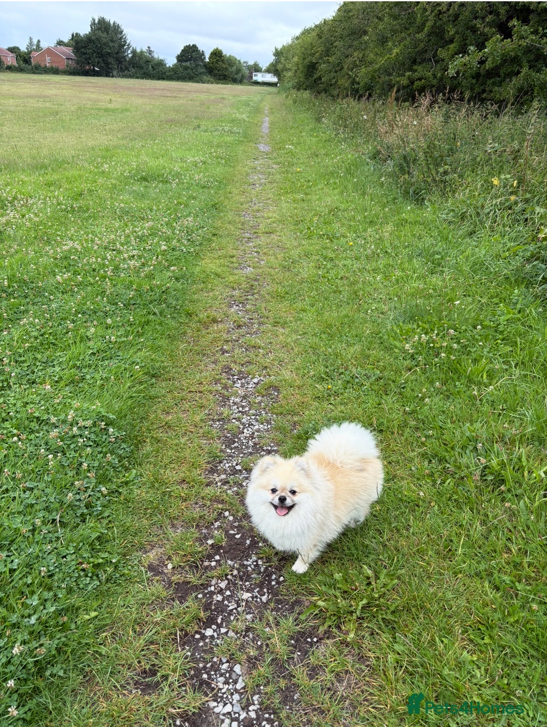 Pomeranian dogs for stud: Pomeranian Stud 1yr - Image 10