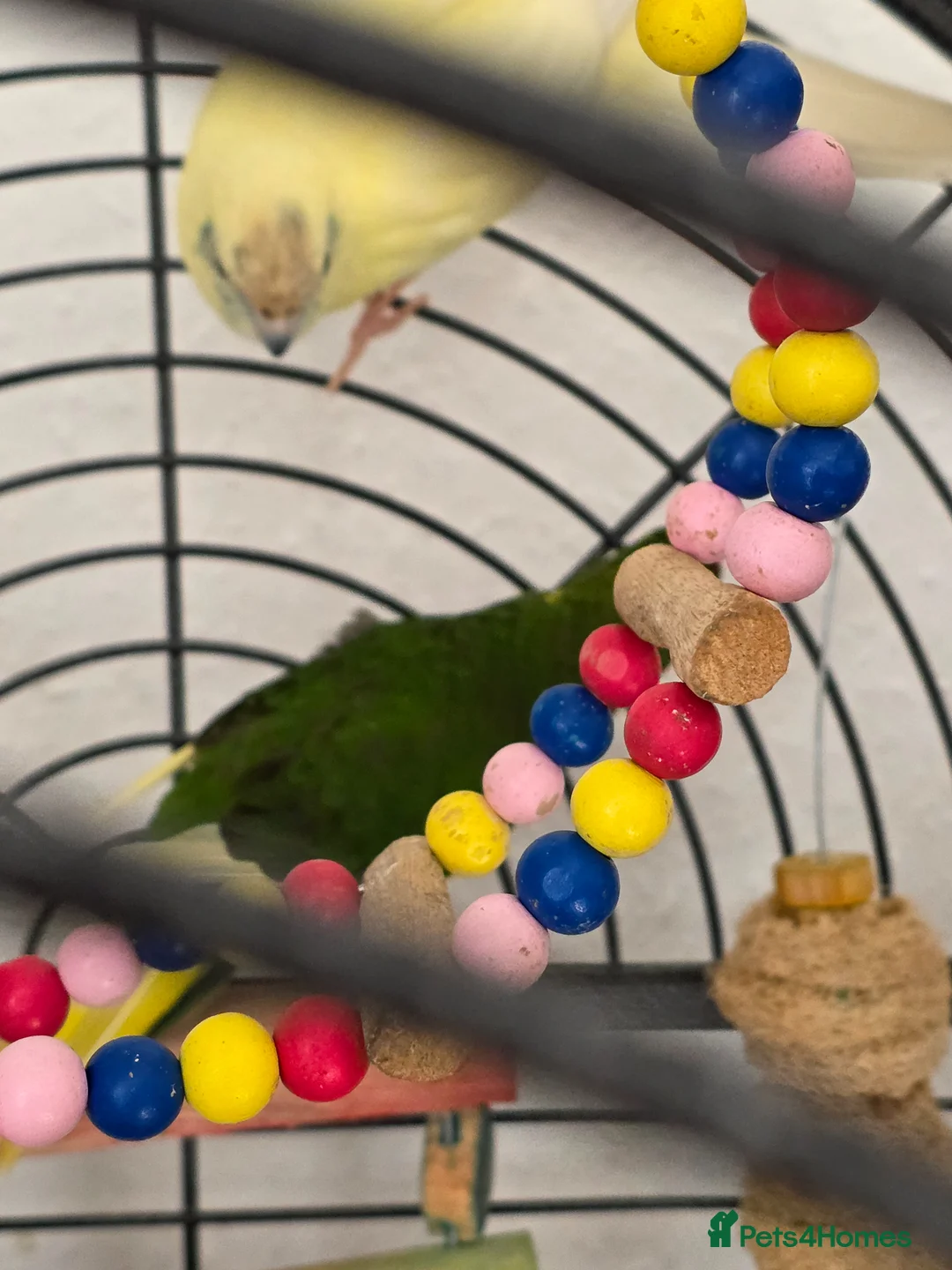 Parrots birds for sale: Pair of kakariki birds and cage in Preston - Advert 2