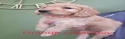 Cockapoo dogs for sale: F1 Cockapoos hereditary clear - Advert 12