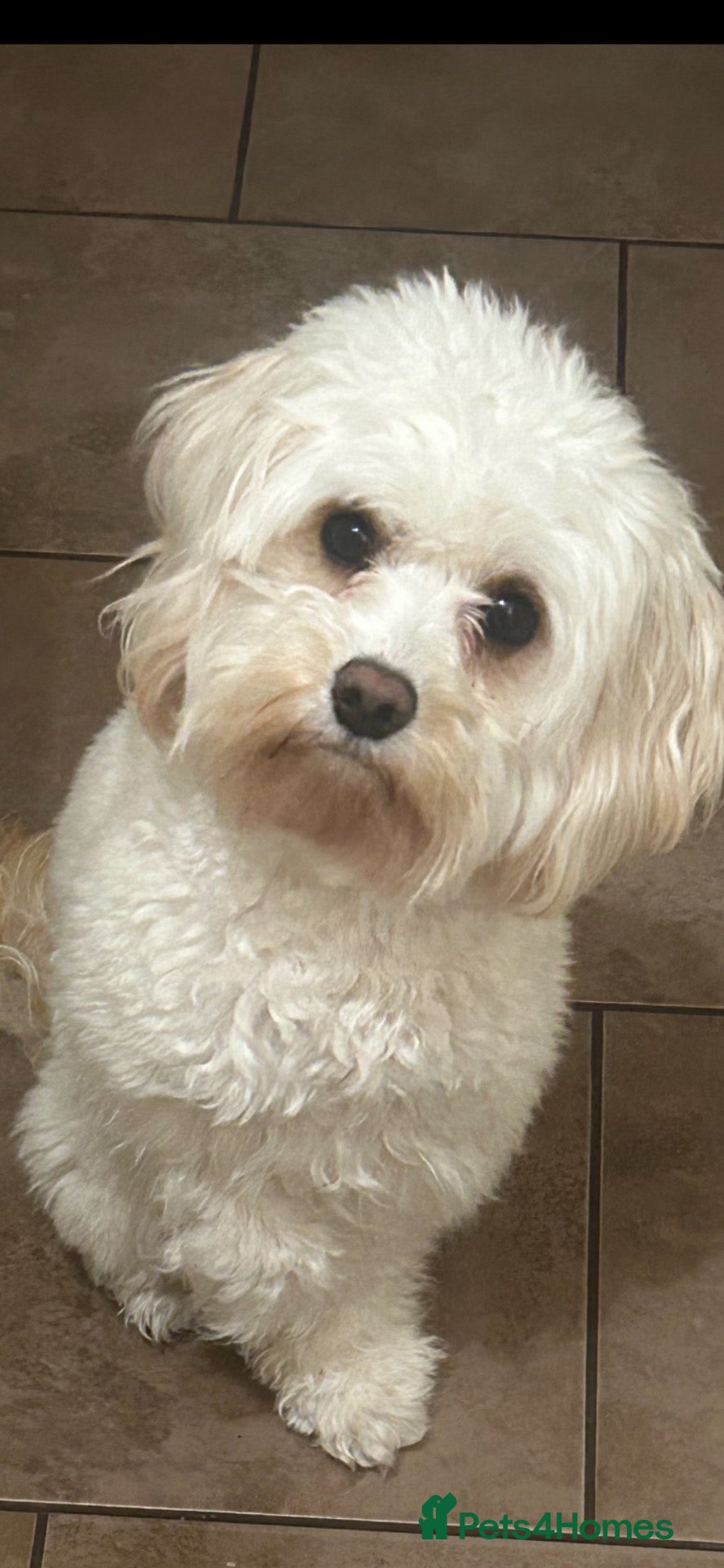 Cavapoo dogs F2 cavapoo pups  - Advert 4