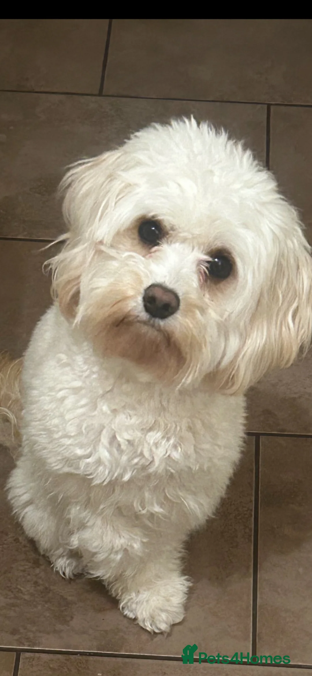 Cavapoo dogs for sale: F2 cavapoo pups  - Advert 1