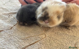 Mini Lop rabbits for sale: Mini Lops - Image 12