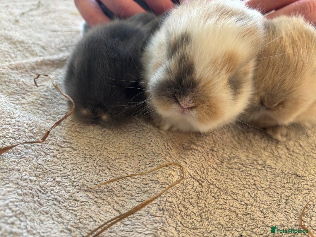 Mini Lop rabbits for sale: Mini Lops - Image 12