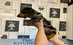 Miniature Dachshund dogs for sale: Beautiful dachshund Merle puppies male & female - Image 4