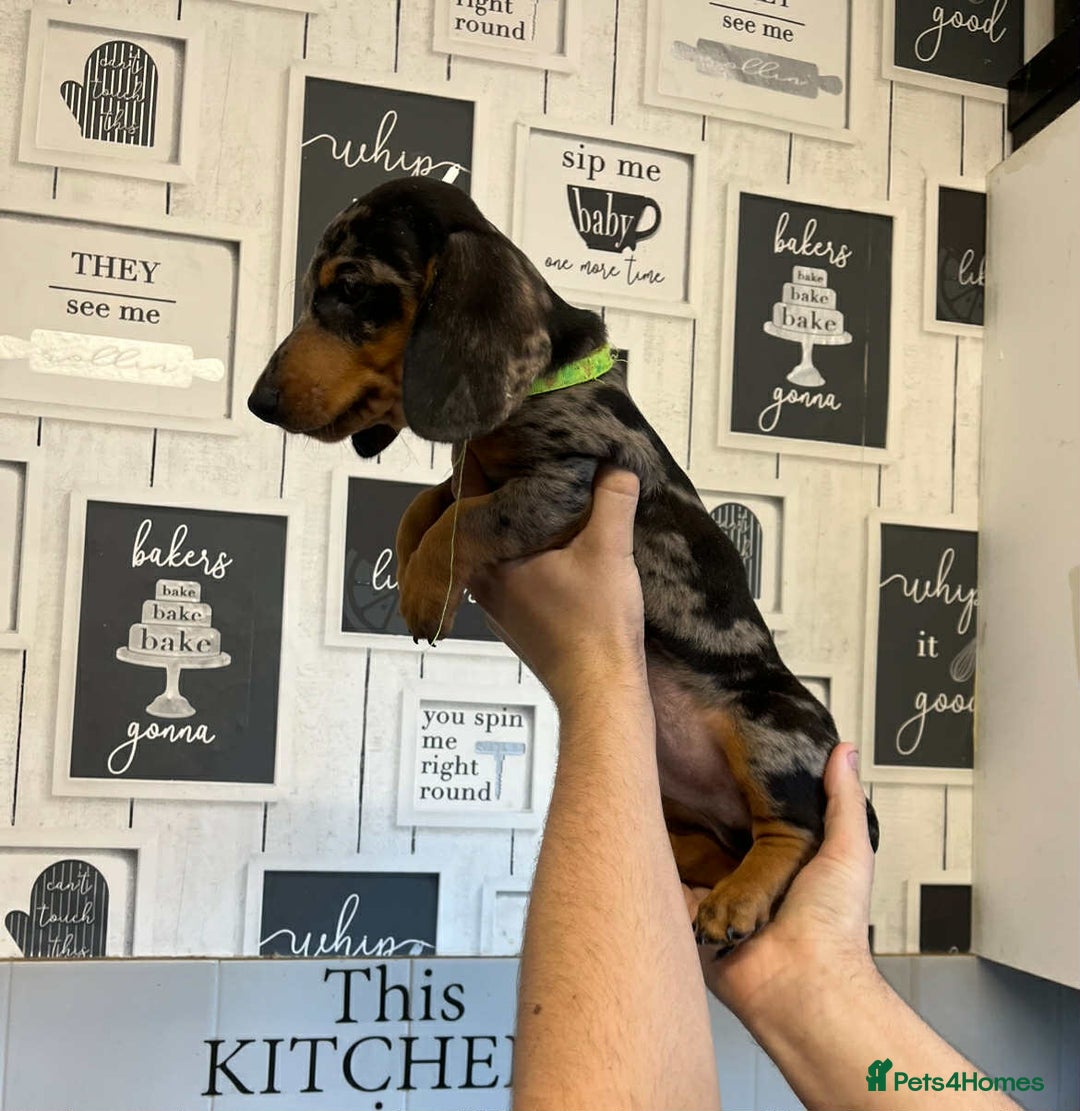 Miniature Dachshund dogs for sale: Beautiful dachshund Merle puppies male & female - Image 4