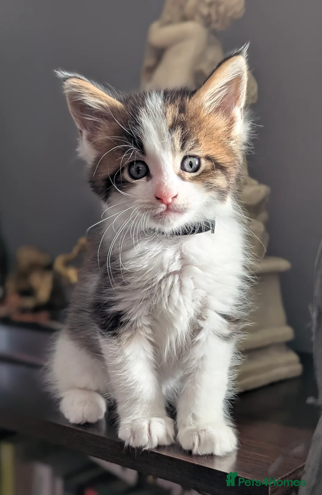 Maine Coon cats for sale: Little balls of fur looking for their new home - Advert 8