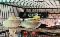 Cockatiels birds for sale: bonded cockatiels  - Image 1