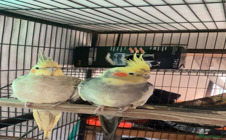 Cockatiels birds - Advert 2