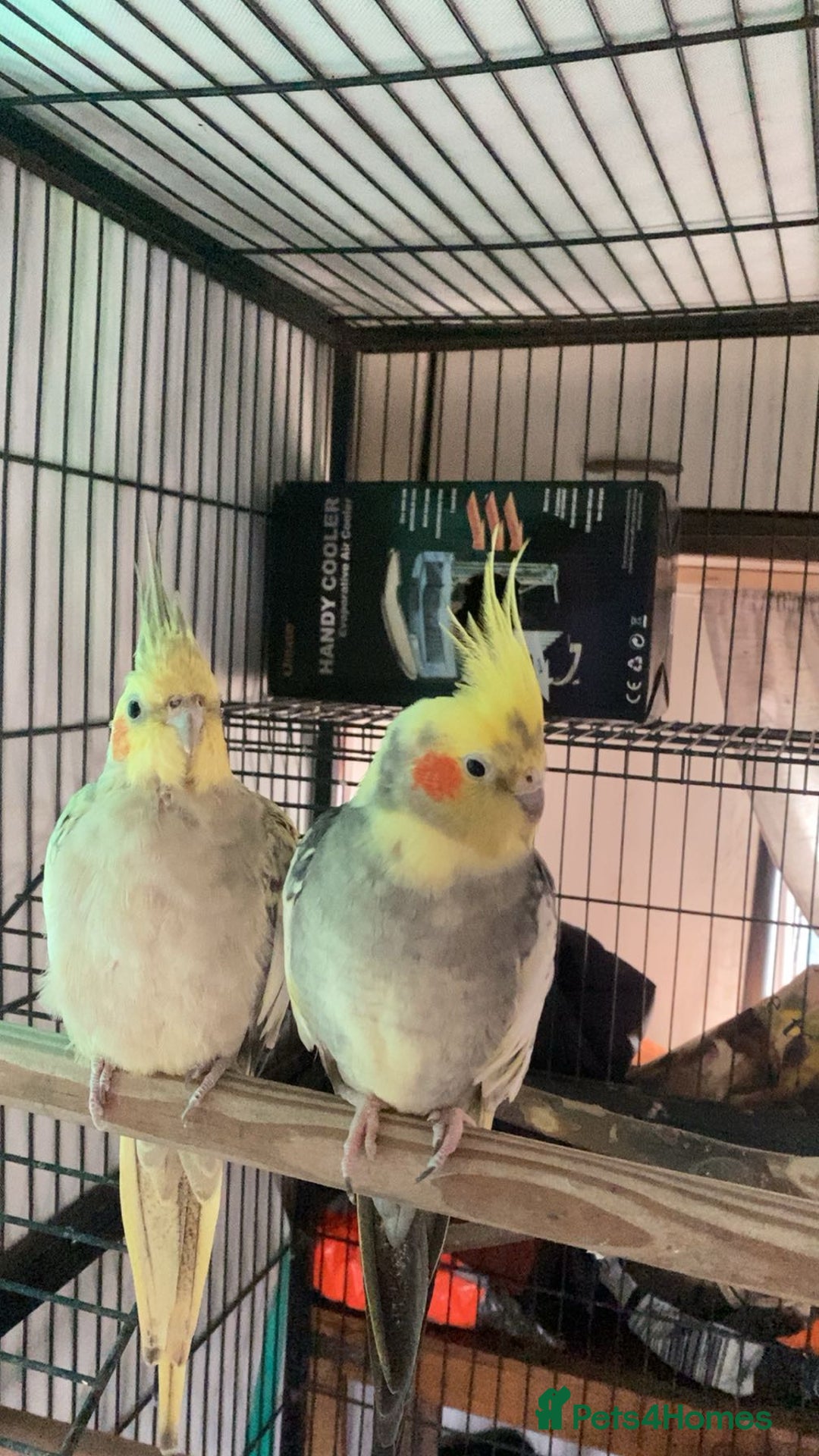 Cockatiels birds for sale: bonded cockatiels  - Image 1