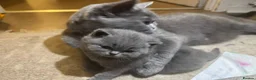 British Shorthair cats for sale: 100% PURE 1 SILVER BOY+1 SILVER GIRL LEFT - Advert 11