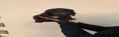 Cockapoo 2
