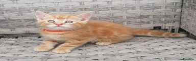 Orange collar boy