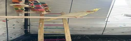 Cockatiels birds for sale: Beautiful Semi-Tamed Cockatiel for Sale 🐦 - Advert 3