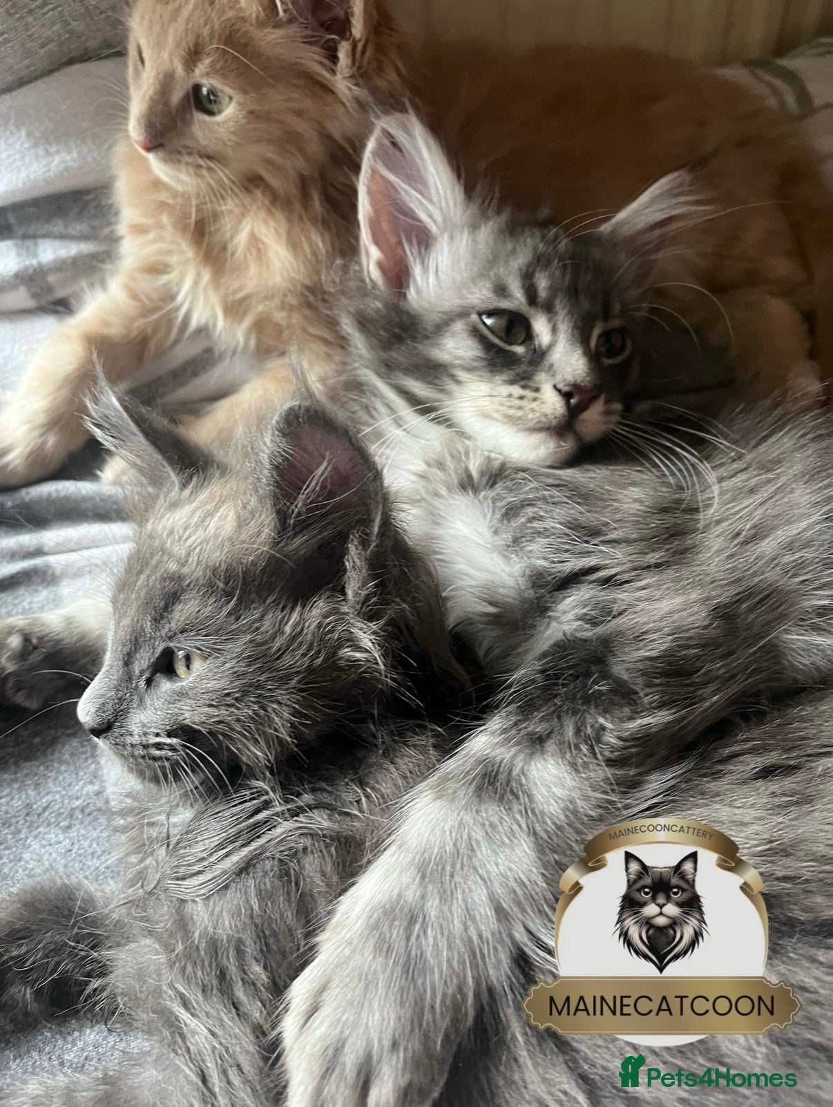 Maine Coon cats Pure breed TICA reg MAINE COON kittens ❤️ - Advert 2