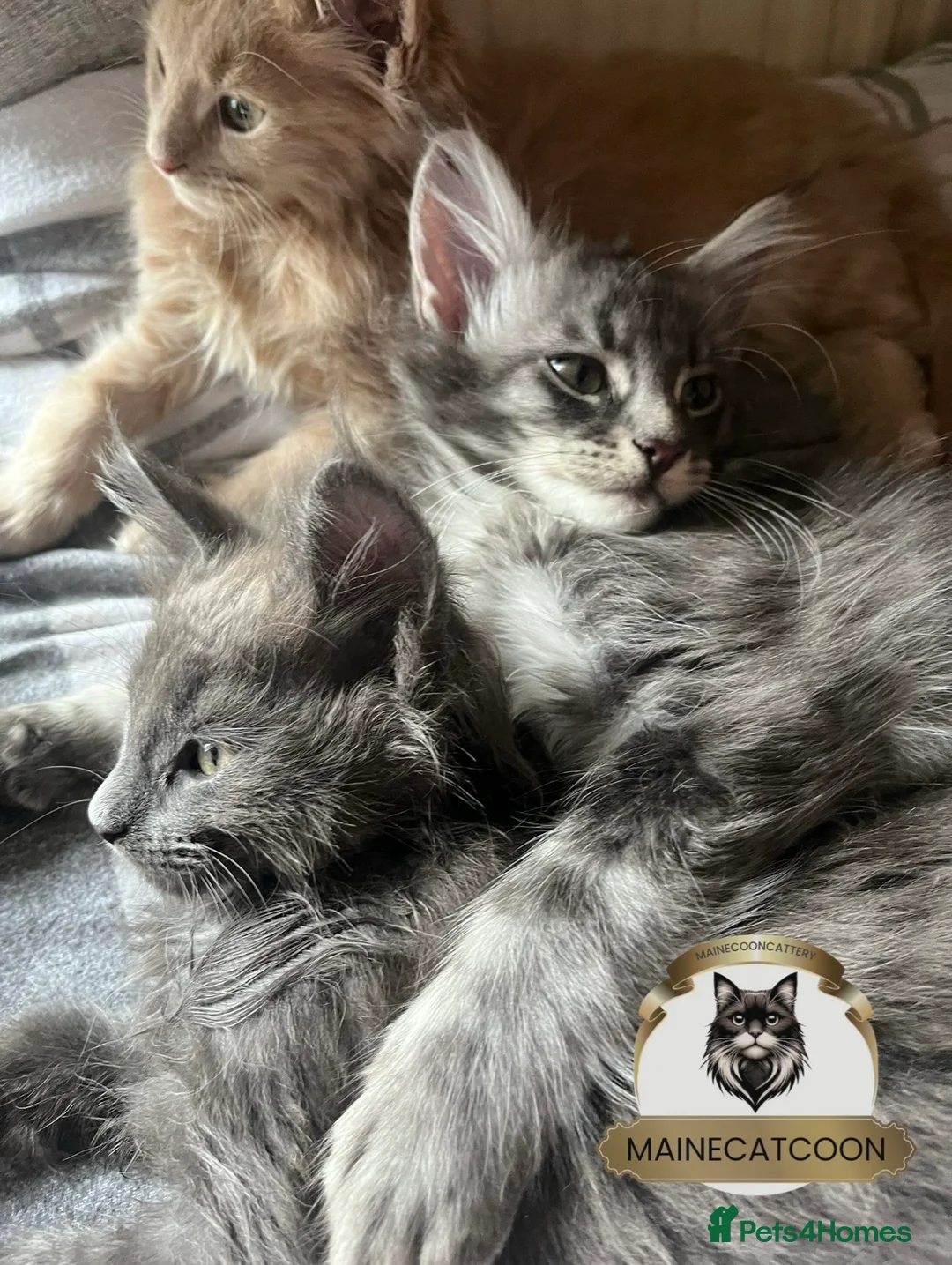 Maine Coon cats for sale: Pure breed TICA reg MAINE COON kittens ❤️ - Advert 2
