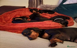 Miniature Dachshund dogs for sale: Miniature dachshund puppies 🐾 - Advert 7