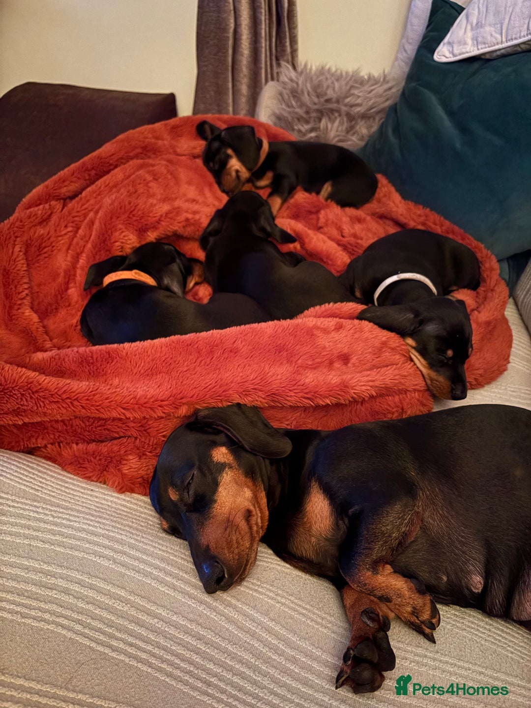 Miniature Dachshund dogs for sale: Miniature dachshund puppies 🐾 - Advert 7