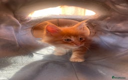 Maine Coon cats for sale: Big maine coon kittens  - Image 6