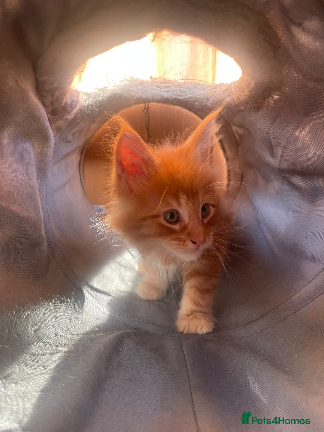 Maine Coon cats for sale: Big maine coon kittens  - Image 6