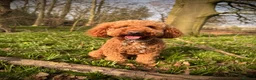 Goldendoodle dogs for stud: Available for stud  - Advert 4