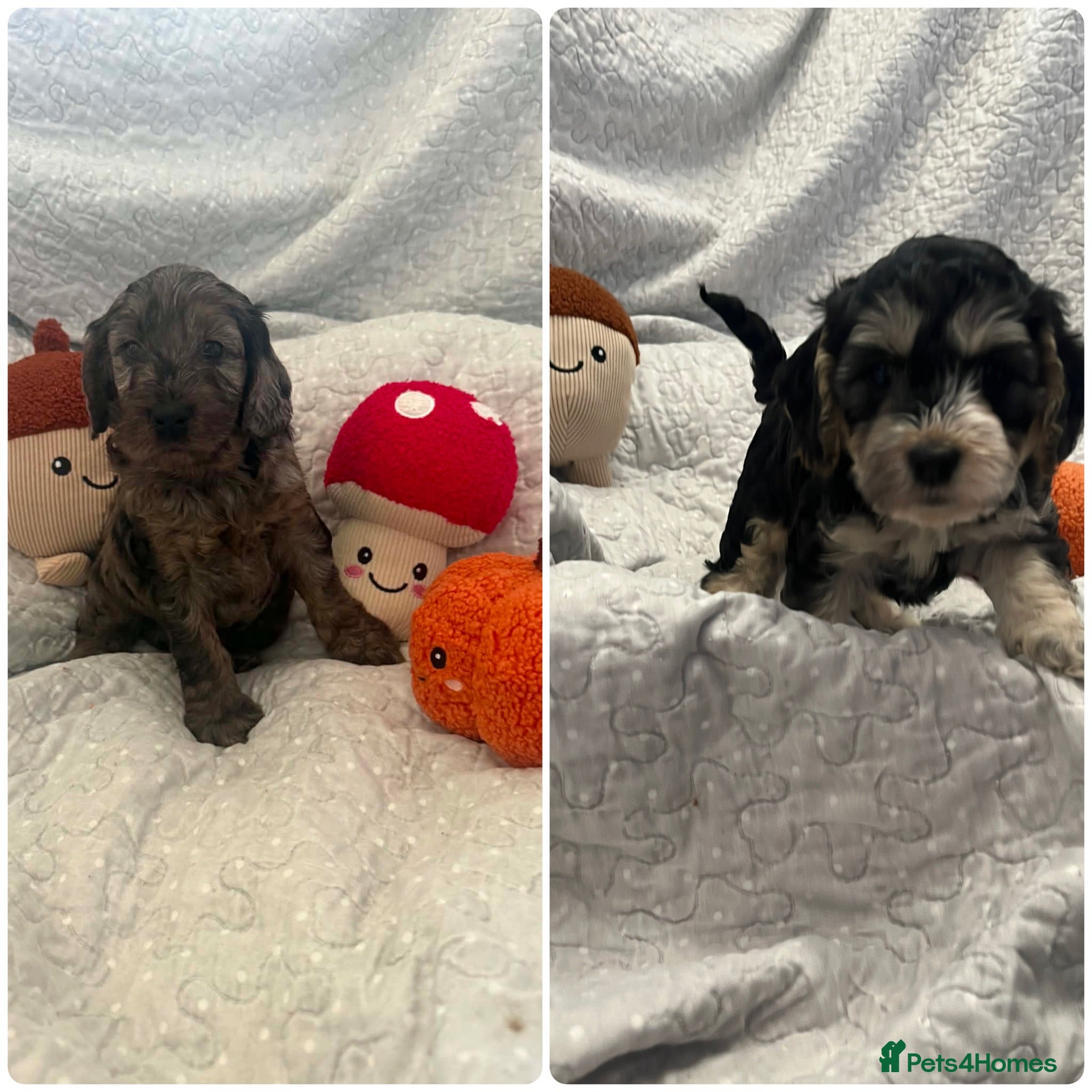 Cockapoo dogs Last 3 Beautiful f1 cockapoo puppies - Advert 1