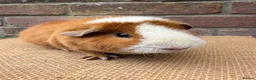 Guinea Pig rodents for sale: Beautiful pair of sows  - Advert 3