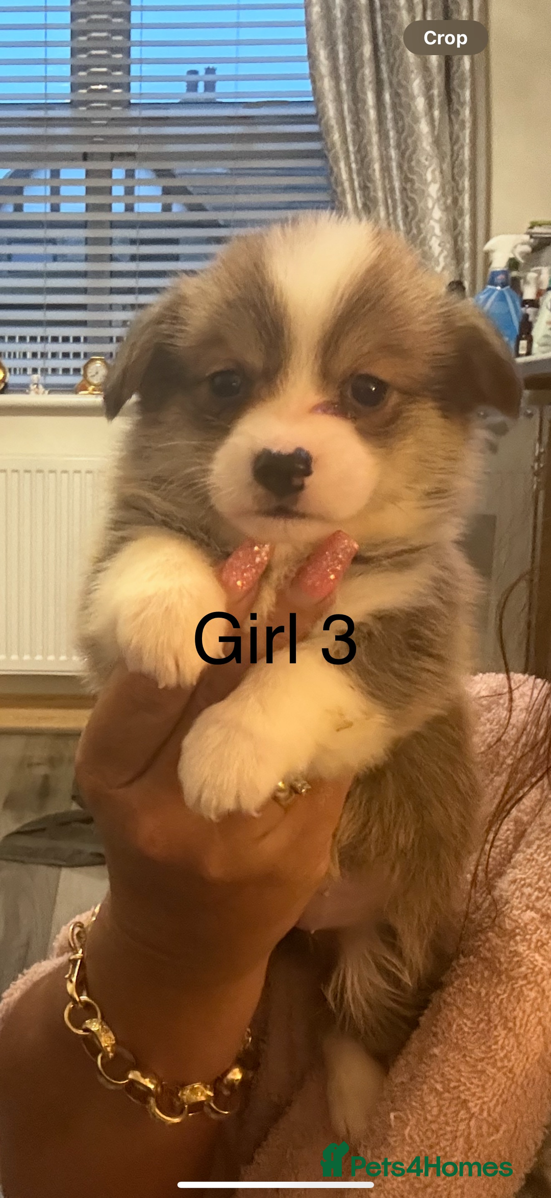 Welsh Corgi Pembroke dogs for sale: Kc reg Pembroke corgi babies available  - Advert 17