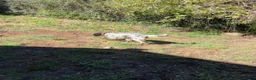 English Setter dogs for adoption: Beltza - Advert 11