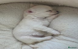 Chihuahua dogs for sale: Two white Chihuahua puppies  - Image 17