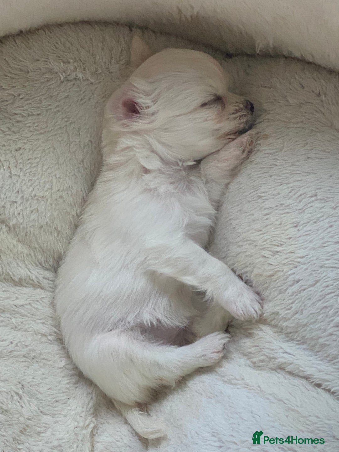 Chihuahua dogs for sale: Two white Chihuahua puppies  - Image 17