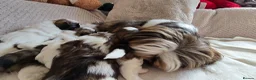 Shih Tzu dogs for sale: Beautiful Purebred Shih Tzu Puppies for Sale - Advert 28