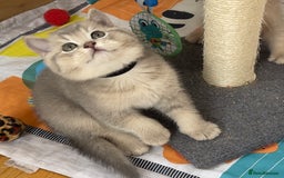 British Shorthair cats for sale: GCCF British Shorthair Kittens– Champion Lines - Image 10