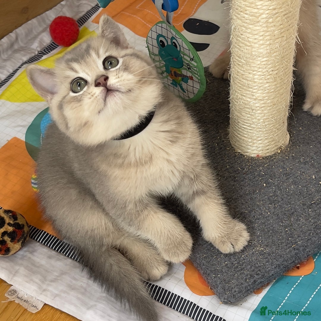 British Shorthair cats for sale: GCCF British Shorthair Kittens– Champion Lines - Image 10