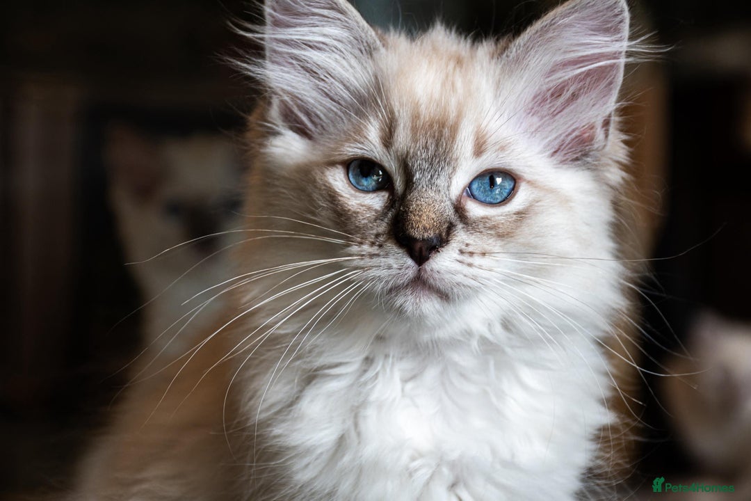Ragdoll cats for sale: Ready Now GCCF Ragdoll Kittens Irresistibly Cuddly - Image 18