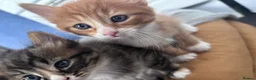 Mixed Breed cats for sale: 🐾 ✨ Kittens ready this weekend 🧡💛 - Advert 18