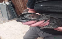 Chinchilla rodents for sale: Beautiful boys - Image 3