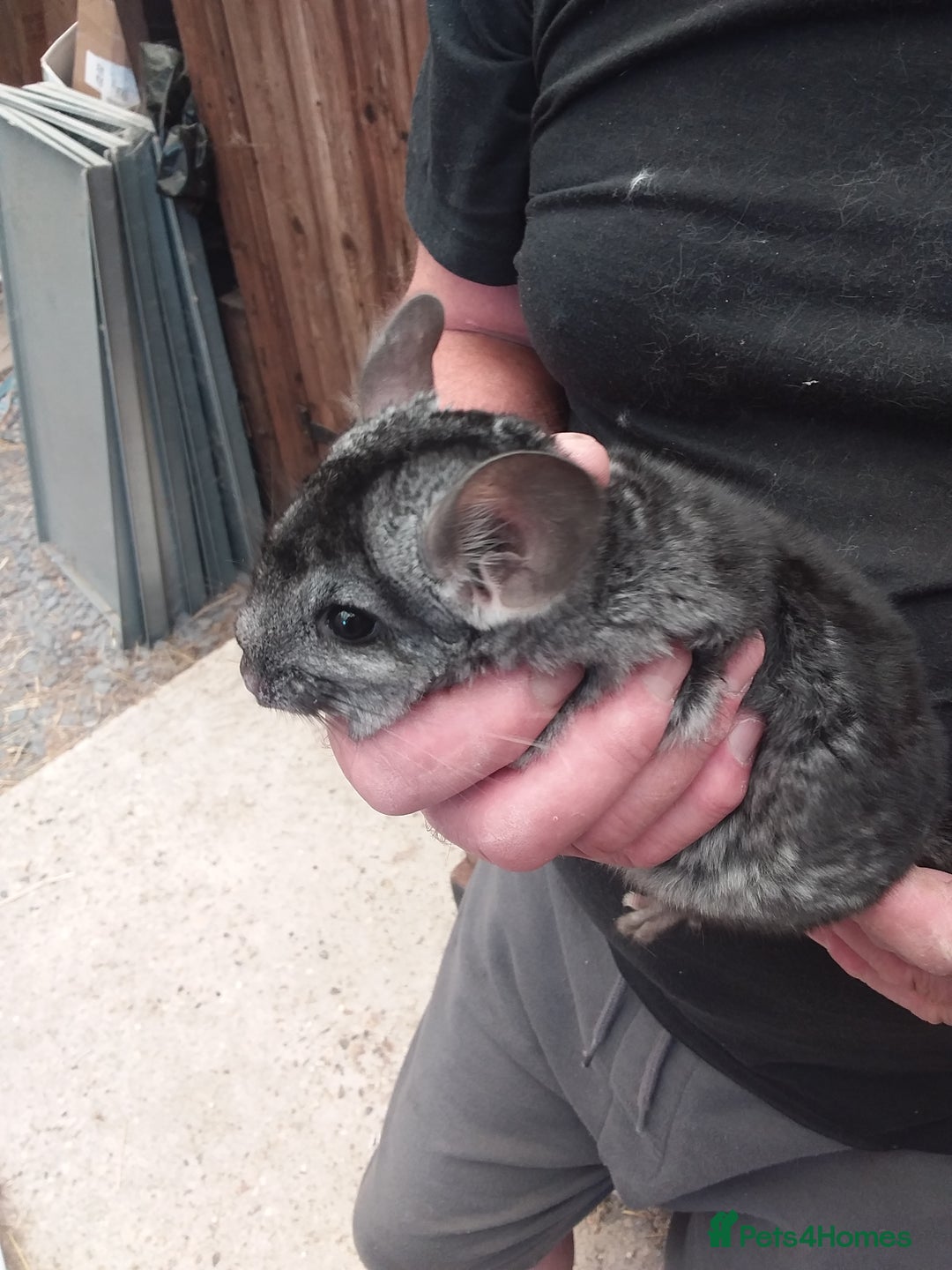 Chinchilla rodents for sale: Beautiful boys - Image 3