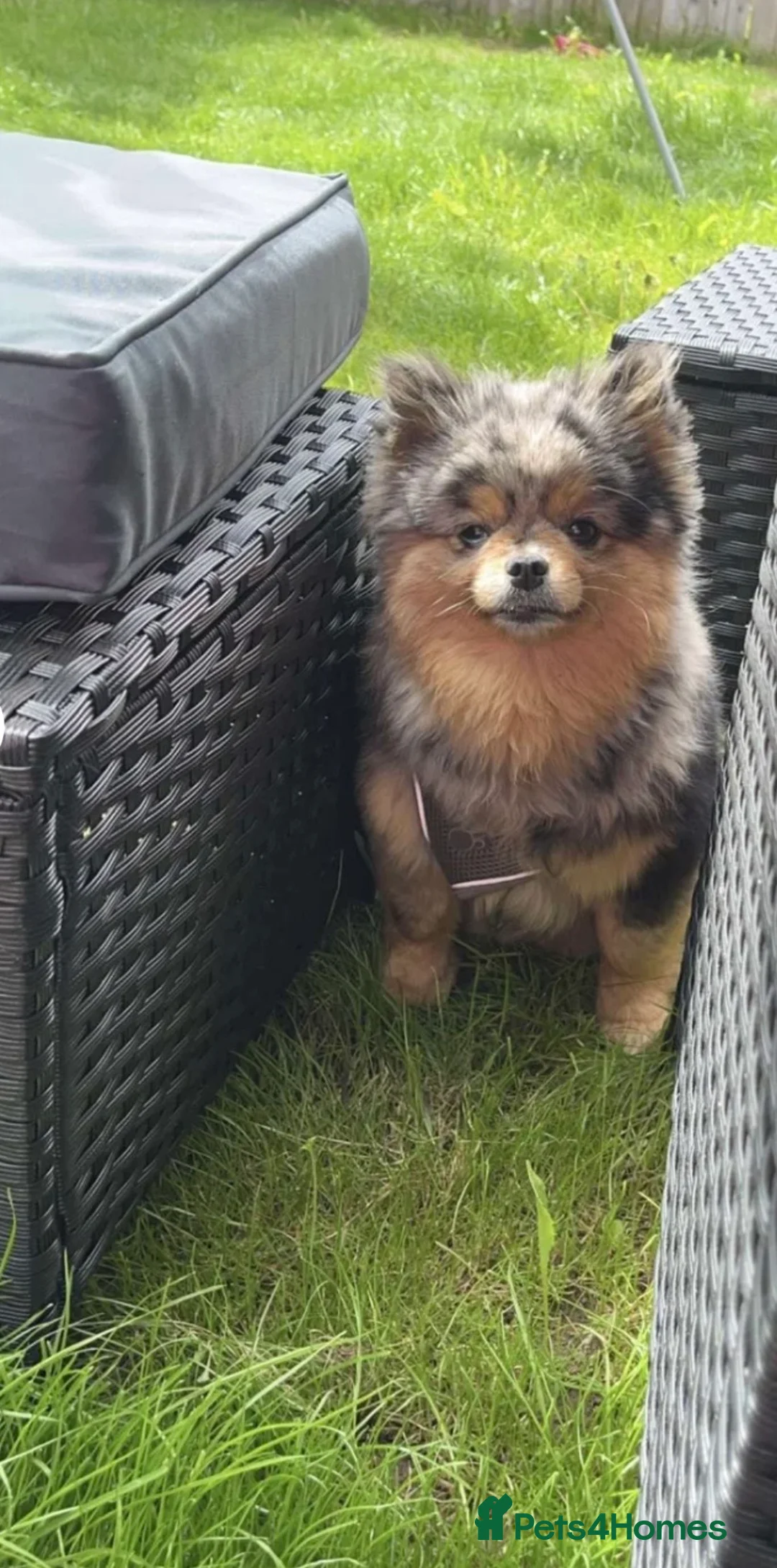 Pomeranian dogs for sale: Pomeranian puppies  - Advert 2