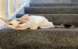 British Shorthair cats for sale: Beautiful kitten  - Image 3