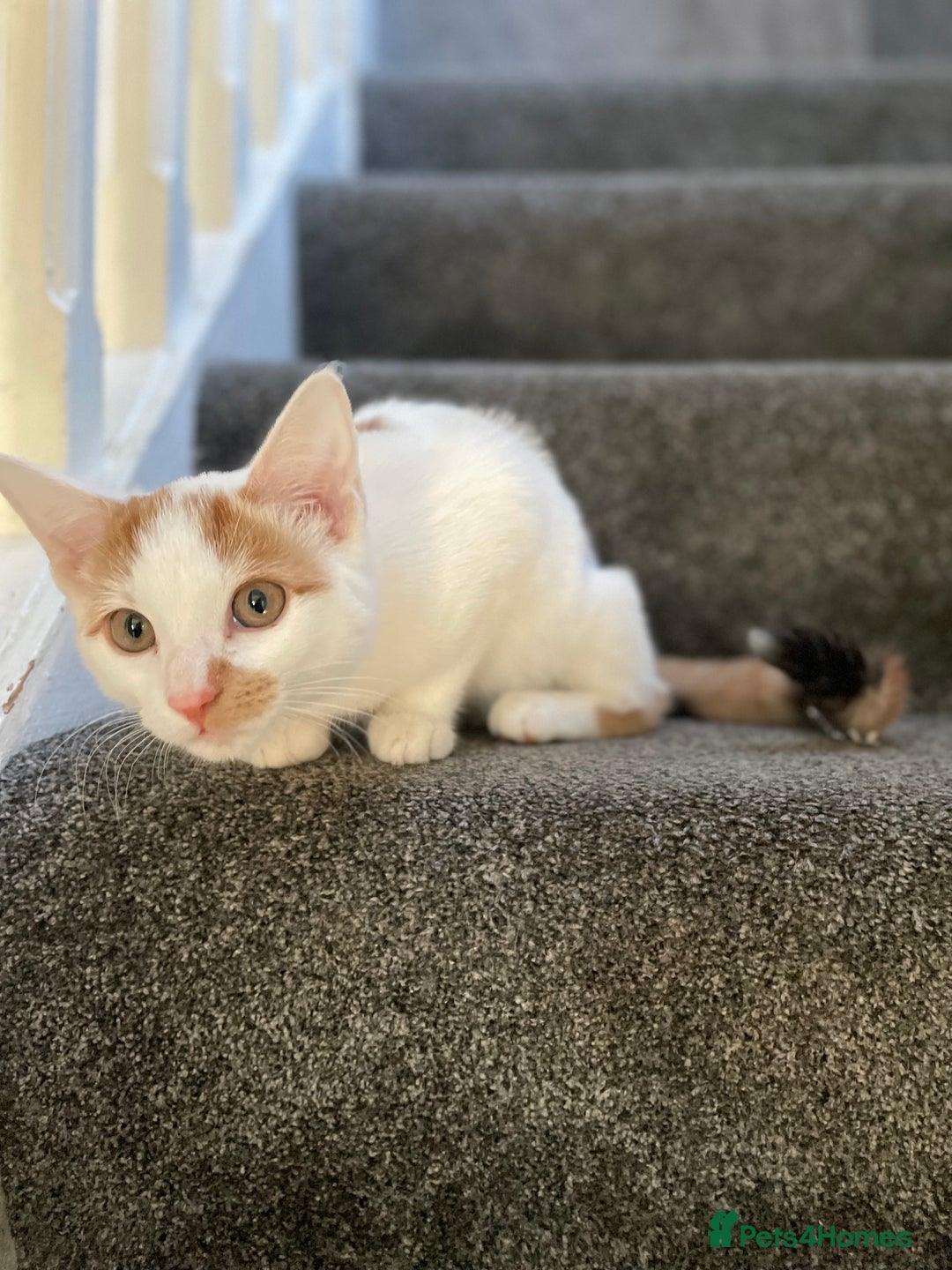British Shorthair cats for sale: Beautiful kitten  - Image 3