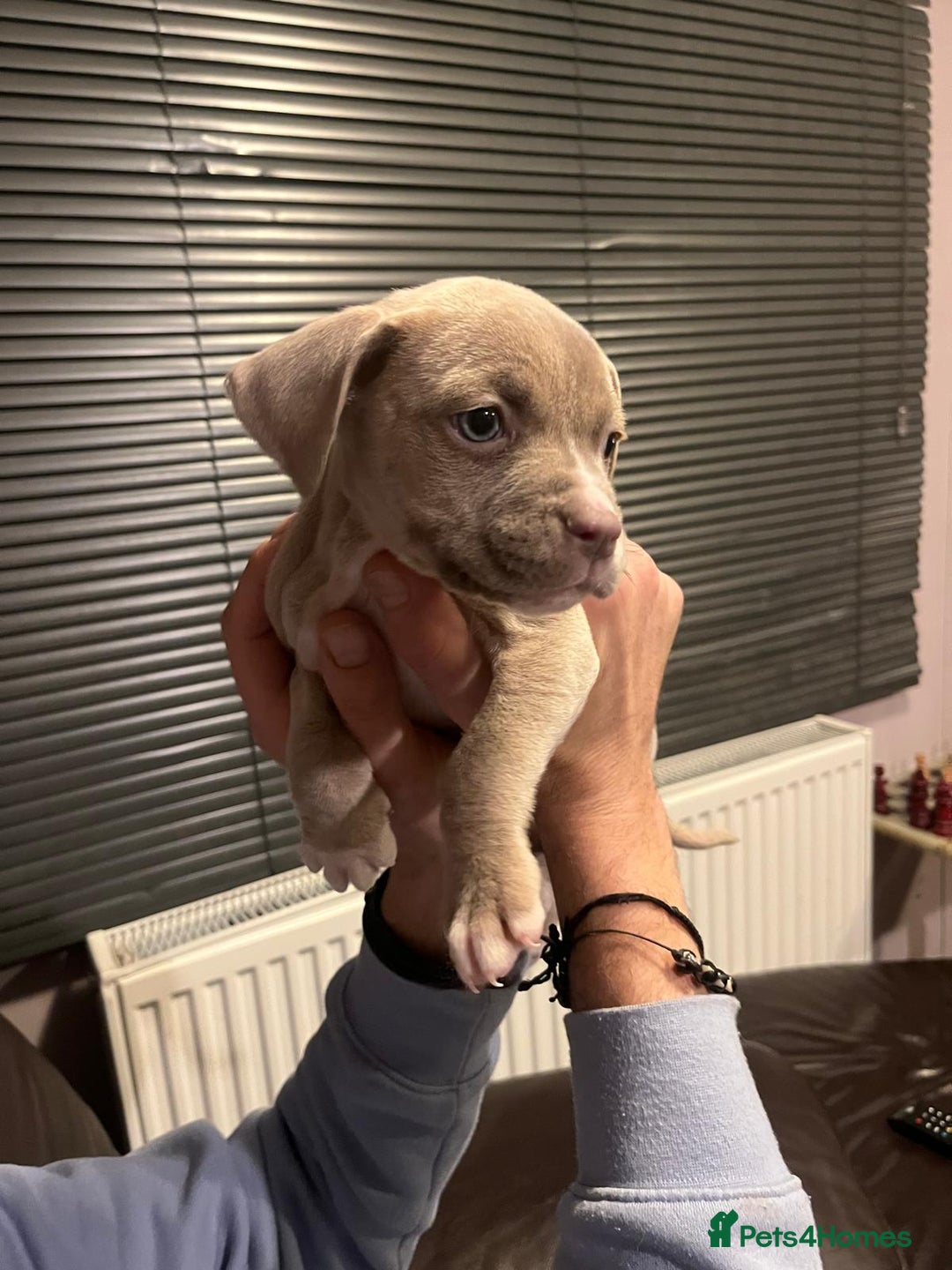 Mixed Breed dogs for sale: Boxer/Staff/Cane Corso Puppies for Sale - Advert 24